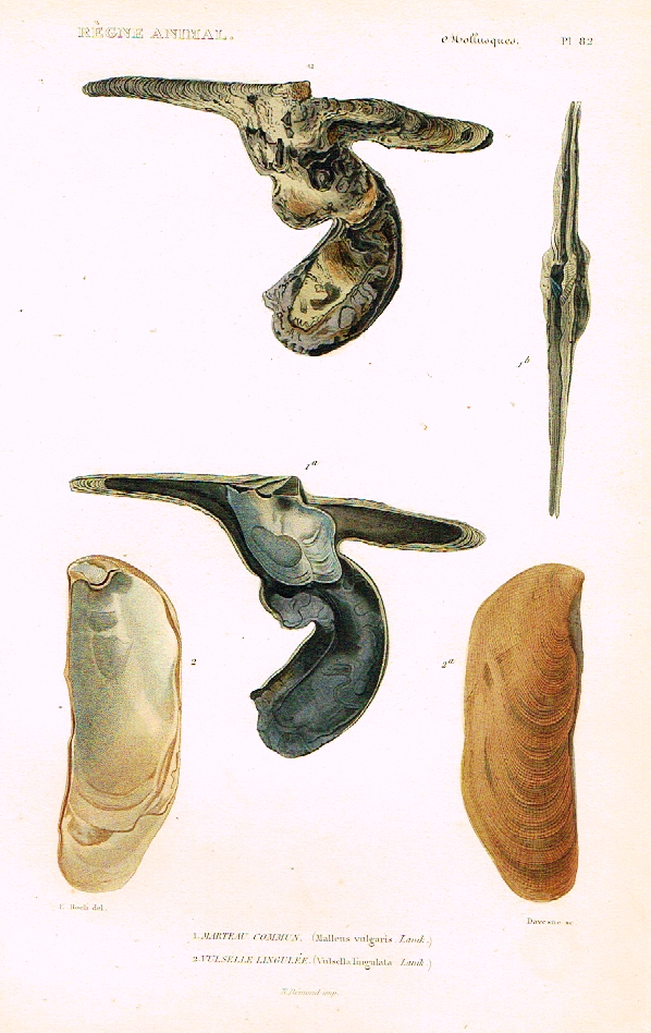 Cuvier's Mollusks - "MARTEAU COMMUN" - Plate 82 - Hand Col'd Engraving - 1830