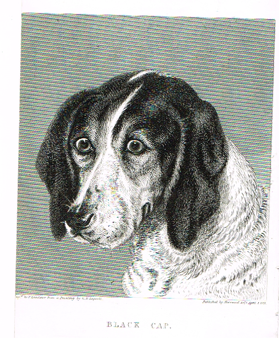 Landseer's Dogs - "BLACK CAP" - Copper Engraving - 1828