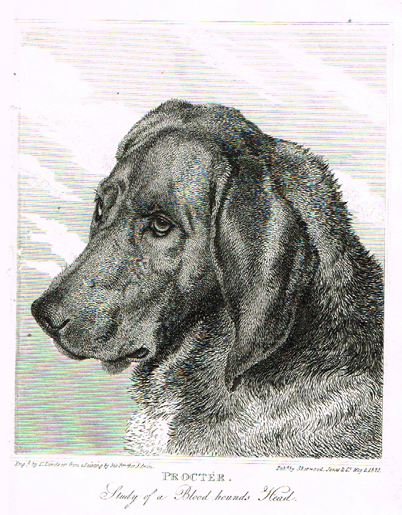 Landseer's Dogs - "PROCTER" - Copper Engraving - 1828