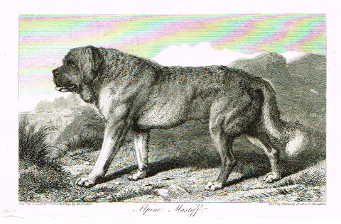 Landseer's Dogs - "ALPINE MASTIFF" - Copper Engraving - 1825