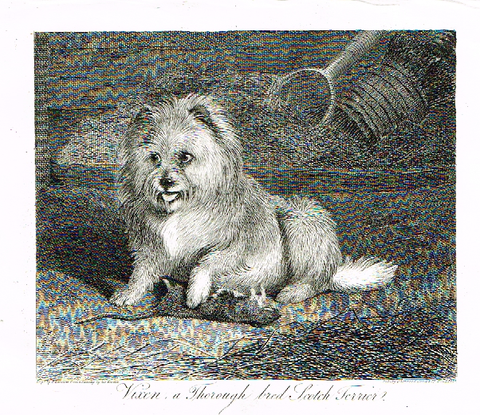 Landseer's Dogs - "VIXEN" Scotch Terrier - Copper Engraving - 1824