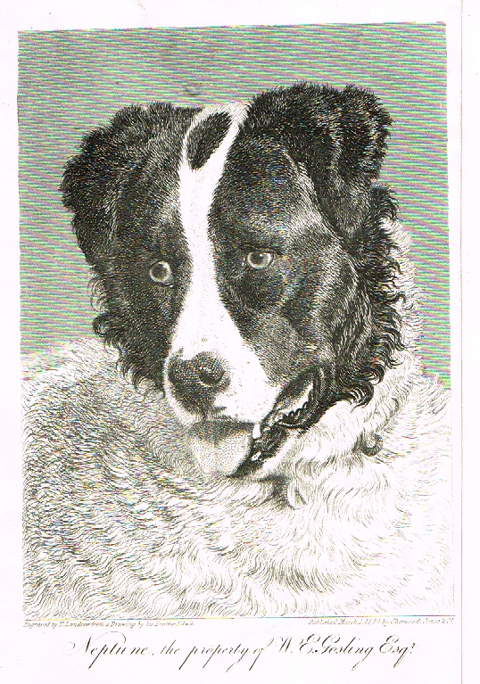 Landseer's Dogs - "NEPTUNE" - Copper Engraving - 1825