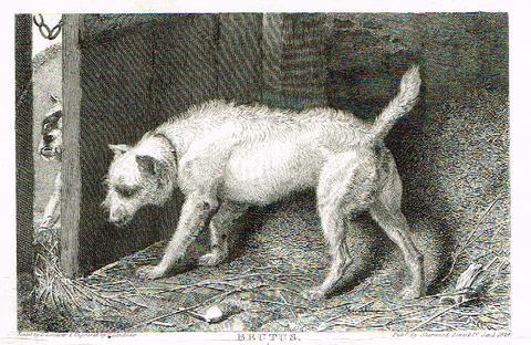 Landseer's Dogs - "BRUTUS" - Copper Engraving - 1824