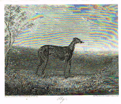 Landseer's Dogs - "FLY" Greyhound - Copper Engraving - 1825