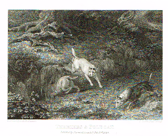 Landseer's Dogs - "TERRIERS & POLE CAT" - Copper Engraving - 1825