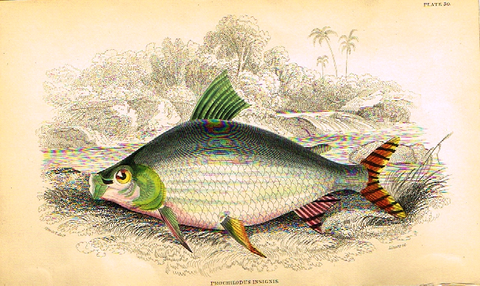 Jardine's Fish - "PROCHILODUS INSIGNIS" - Plate 30 - Hand Colored Engraving - 1834