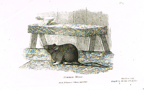 Darton's Mice - "COMMON MOUSE" - Copper Engraving - 1808