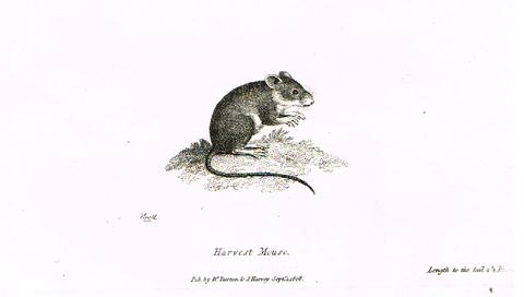 Darton's Mice - "HARVEST MOUSE" - Copper Engraving - 1808