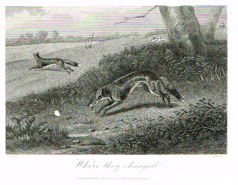 Sporting Magazine - "WHERE THEY CHANGED (FOX HUNTING) - Engraving - c1865
