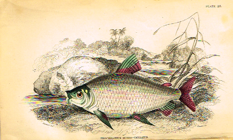 Jardine's Fish - "PROCHILODUS RUBRO-TAENIATUS" - Plate 28 - Hand Colored Engraving - 1834
