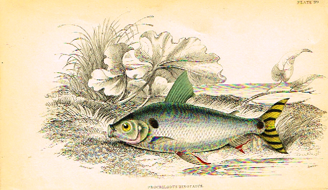 Jardine's Fish - "PROCHILODUS BINOTATUS" - Plate 29 - Hand Colored Engraving - 1834