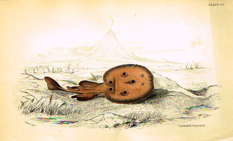 Jardine's Fish - "GALVANIS TORPEDO" - Plate 26- Hand Colored Engraving - 1834