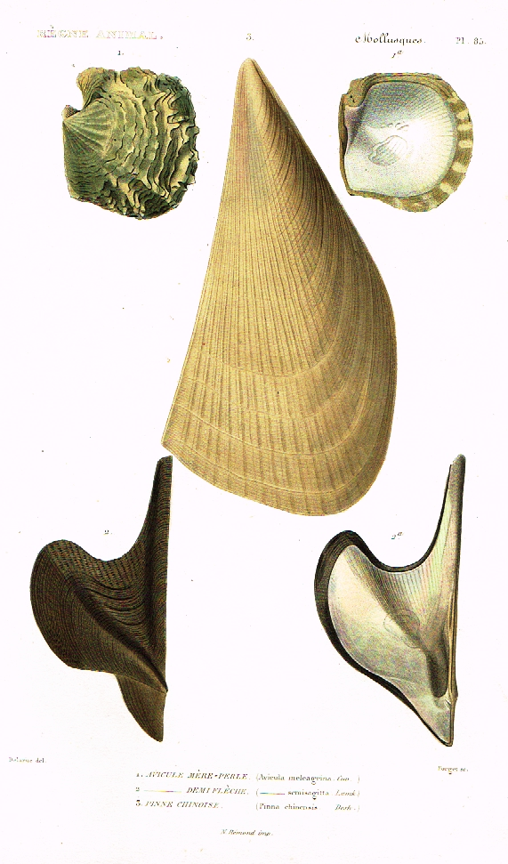 Cuvier's Mollusks - "AVICULE MERE-PERLE" - Plate 85 - Hand Col'd Engraving - 1830