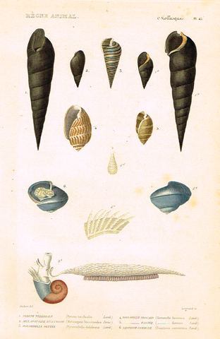Cuvier's Mollusks - "PYRENE TEREBRALE" - Plate 45 - Hand Col'd Engraving - 1830