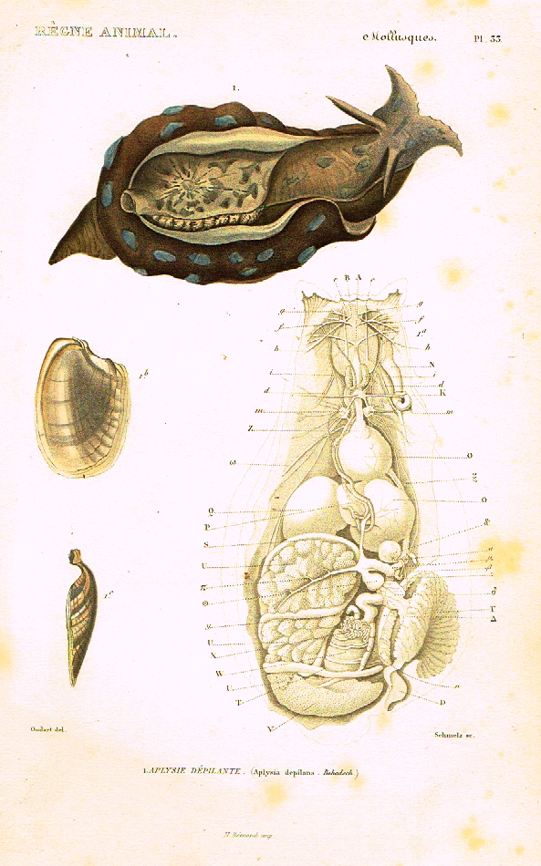 Cuvier's Mollusks - "APLYSIE DEPILANTE" - Plate 33 - Hand Col'd Engraving - 1830