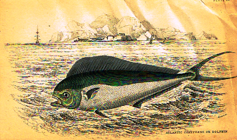 Jardine's Fish - "DOLPHIN" - Plate 23 - Hand Colored Engraving - 1834