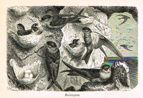 Meyers' Lexicon - "SALANGANE" (Birds)  - Lithograph - c1890