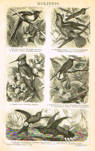 Meyers' Lexicon - "KOLIBRIS" (Birds)  - Lithograph - c1890