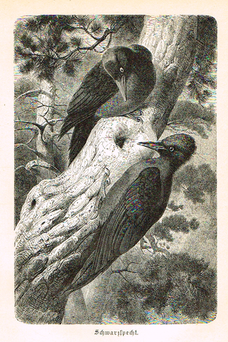 Meyers' Lexicon - "SCHARZSPECHT" (Birds)  - Lithograph - c1890