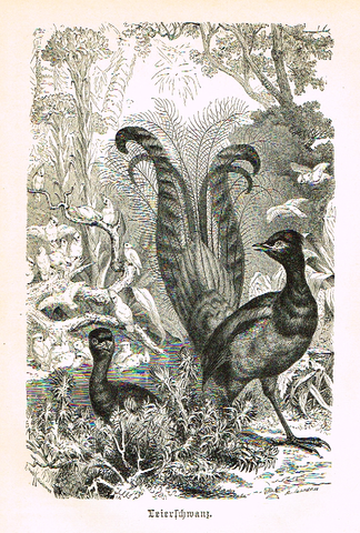 Meyers' Lexicon - "LEIERSCHWANZ" (Birds)  - Lithograph - c1890