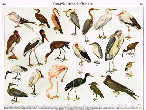 Meyers' Lexicon - "GSORCHVOGEL" (Birds)  - Lithograph - c1890