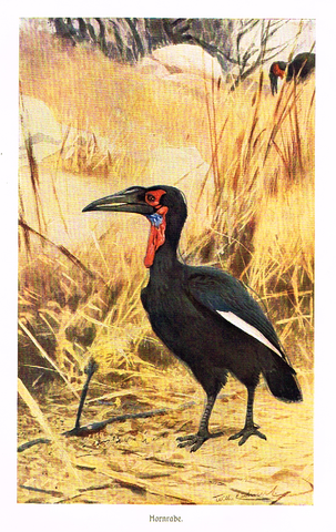 Meyers' Lexicon - "HORNRABE" (Birds)  - Lithograph - c1910