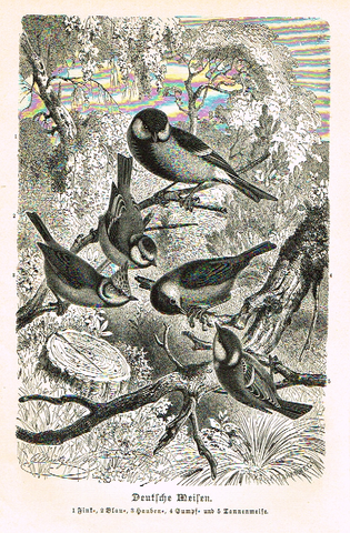 Meyers' Lexicon - "DEUTSCHE MEISEN" Birds  - Lithograph - c1890