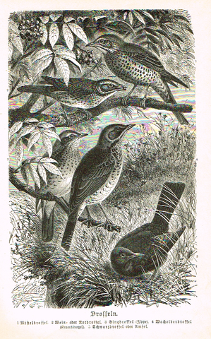 Meyers' Lexicon - "DROFFELN" Birds  - Lithograph - c1890