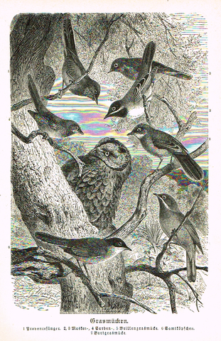Meyers' Lexicon - "GRASMUCKEN" Birds  - Lithograph - c1890