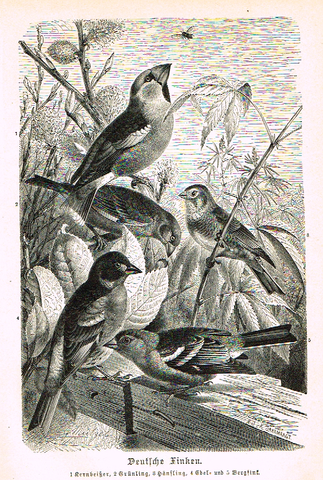 Meyers' Lexicon - "DEUTSCHE FINKEN" (Birds)  - Lithograph - c1890