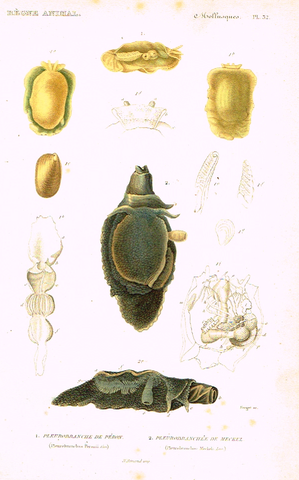 Cuvier's Mollusks - "PLEUROBRANCHE DE PERON" - Plate 32 - Hand Col'd Engraving - 1830