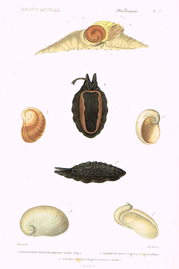 Cuvier's Mollusks - "CRYPTOSTOME ZONAL" - Plate 49 - Hand Col'd Engraving - 1830