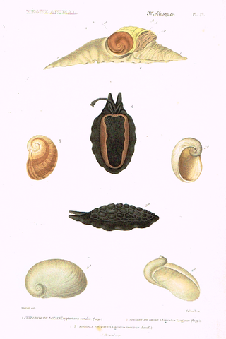 Cuvier's Mollusks - "CRYPTOSTOME ZONAL" - Plate 49 - Hand Col'd Engraving - 1830