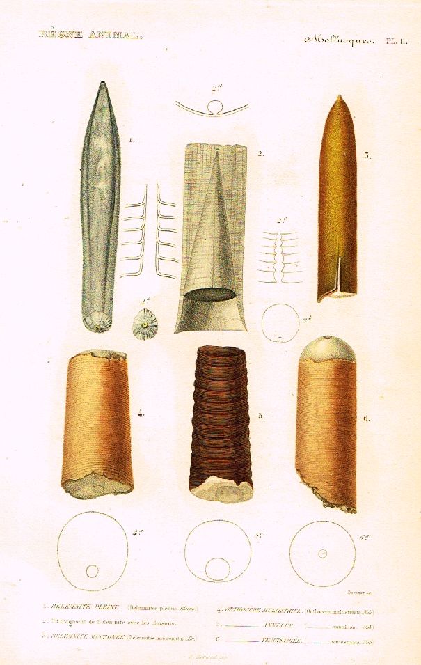 Cuvier's Mollusks - "BELEMNITE PLEINE" - Plate 11 - Hand Col'd Engraving - 1830