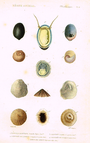 Cuvier's Mollusks - "NAVICELLE ELLIPTIQUE" - Plate 48 - Hand Col'd Engraving - 1830
