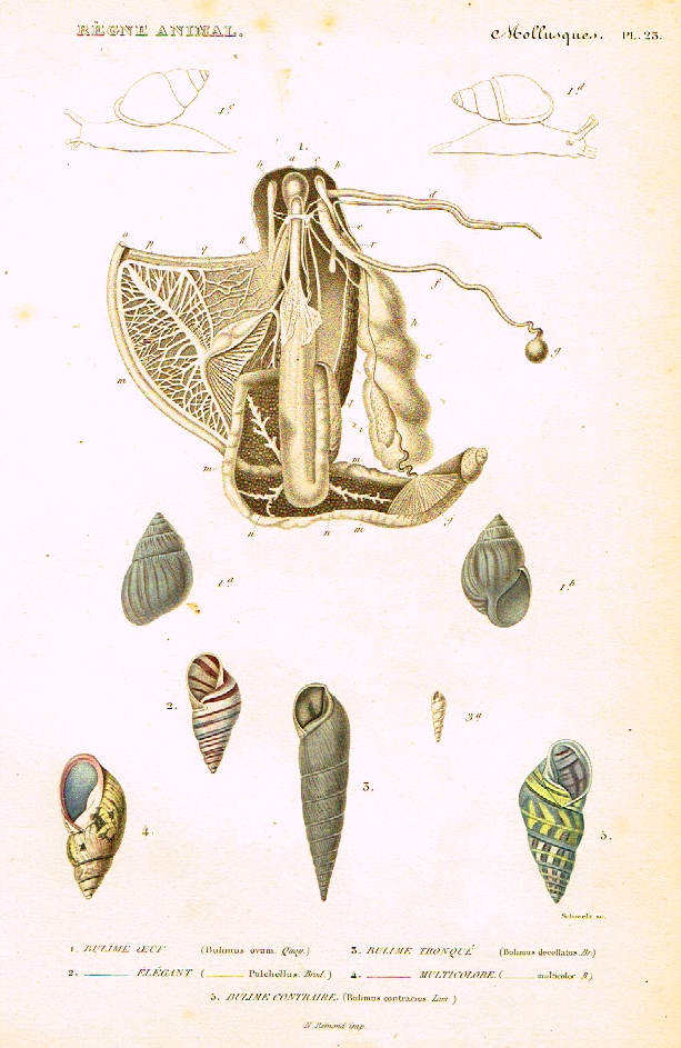 Cuvier's Mollusks - "BULIME OEUE" - Plate 23 - Hand Col'd Engraving - 1830