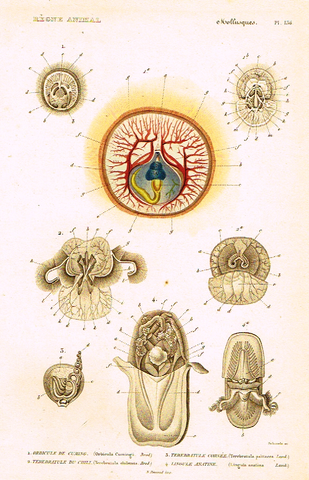 Cuvier's Mollusks - "ORBICULE DE CUMING" - Plate 136 - Hand Col'd Engraving - 1830
