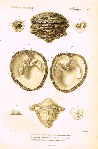 Cuvier's Mollusks - "SPHERULITE FOLACEE" - Plate 69 - Copper Engraving - 1830