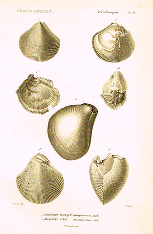 Cuvier's Mollusks - "PODOPSIDE TRONQUE" - Plate 78 - Copper Engraving - 1830