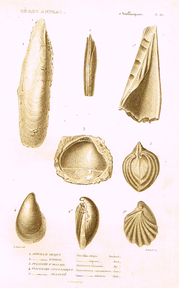 Cuvier's Mollusks - "GERVILLIE SILIQUE" - Plate 83 - Copper Engraving - 1830