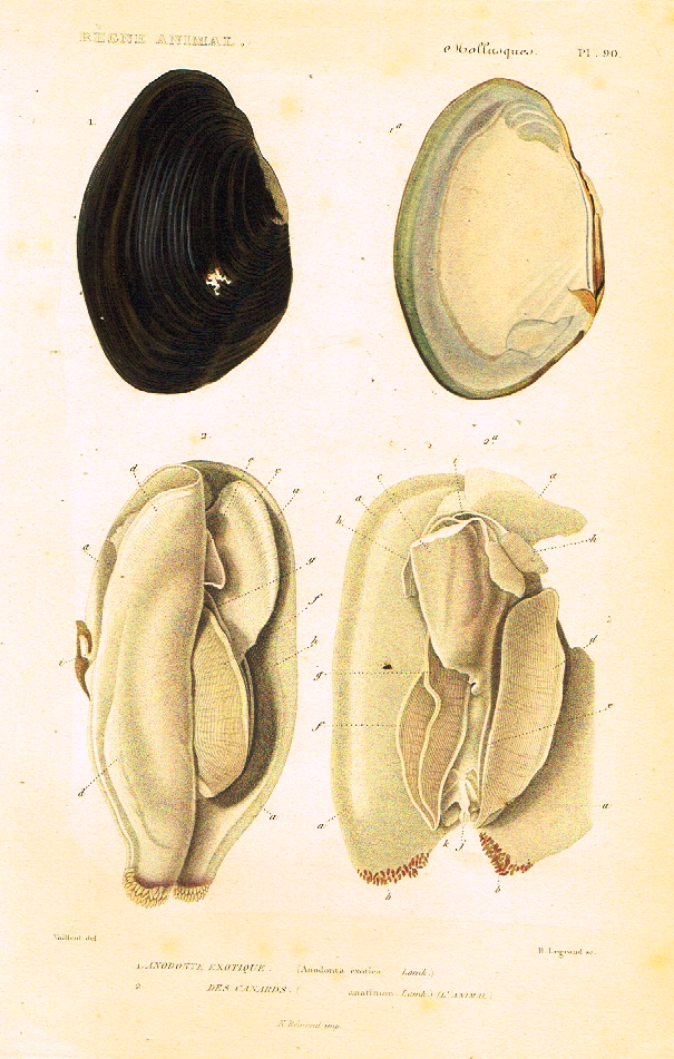 Cuvier's Mollusks - "ANODONTE EXOTIQUE" - Plate 90 - Hand Col'd Engraving - 1830