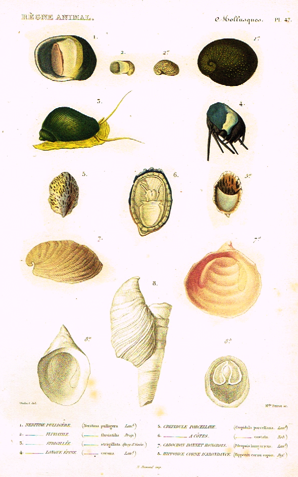 Cuvier's Mollusks - "NERITINE PULLIGERE" - Plate 47 - Hand Col'd Engraving - 1830