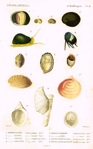 Cuvier's Mollusks - "NERITINE PULLIGERE" - Plate 47 - Hand Col'd Engraving - 1830