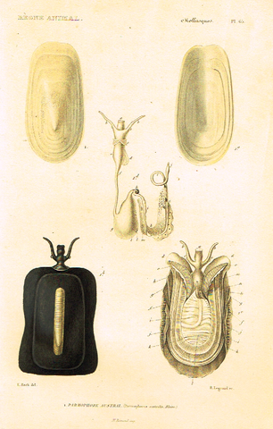 Cuvier's Mollusks - "PARMOPHORE AUSTRAL" - Plate 65 - Hand Col'd Engraving - 1830