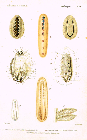 Cuvier's Mollusks - "OSCABRION FASCILULAIRE" - Plate 68 - Hand Col'd Engraving - 1830