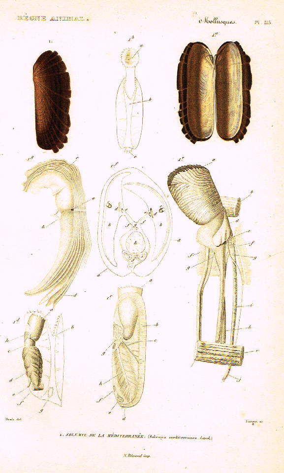 Cuvier's Mollusks - "SOLEMYE DE LA MEDITERRANEE" - Plate 115 - Hand Col'd Engraving - 1830