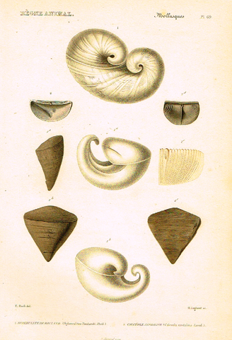 Cuvier's Mollusks - "SPHERULITE ROULAND" - Plate 69 - Hand Col'd Engraving - 1830