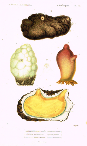 Cuvier's Mollusks - "PHALLUSIE MAMELONNEE" - Plate 125 - Hand Col'd Engraving - 1830