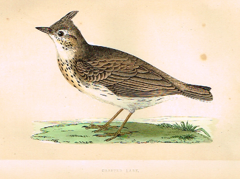 Morris's Birds - "CRESTED LARK" - Hand Colored Wood Engraving - 1895