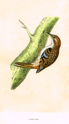 Morris's Birds - "CREEPER" - Hand Colored Wood Engraving - 1895